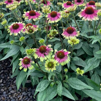 Echinacea 'Sweet Sandia'