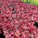 Heuchera 'Ruby Tuesday'