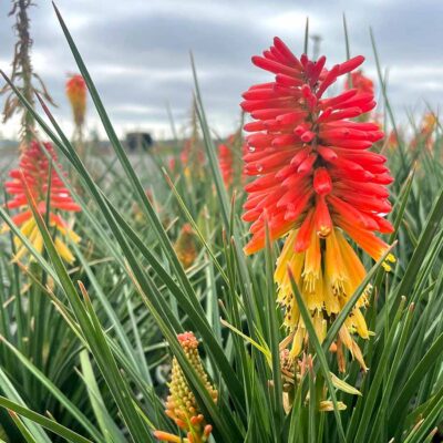 Kniphofia 'Creamsicle'