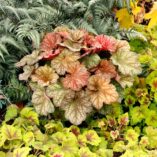 Heuchera 'Changeling'