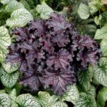 Heuchera FOREVER® 'Midnight'