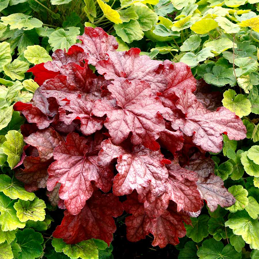 Heuchera 'Peach Smoothie'