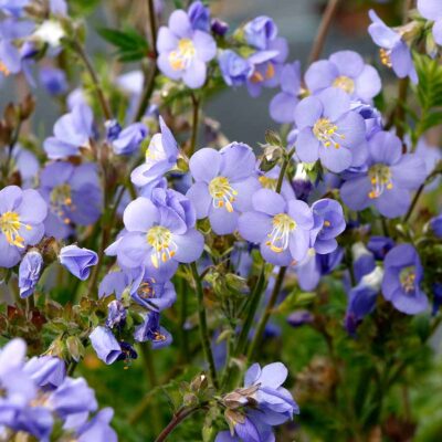 Polemonium 'Hurricane Ridge'