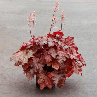 Heuchera 'Peach Smoothie'