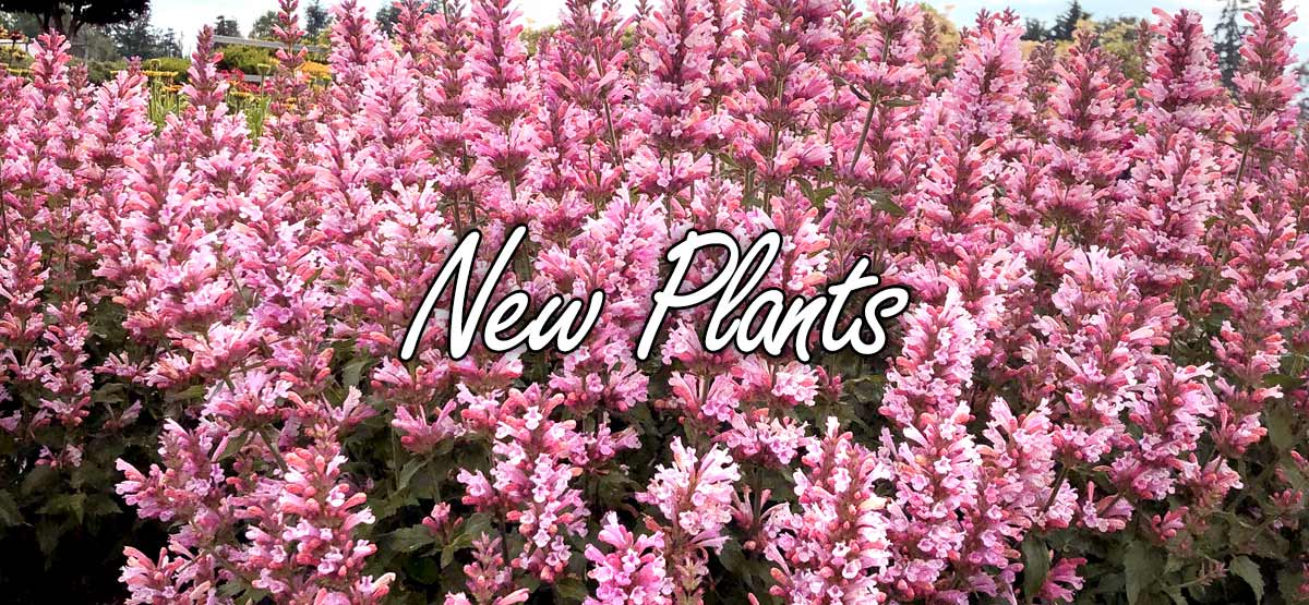 New Plants