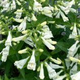 Penstemon NOVA® 'Pearl'