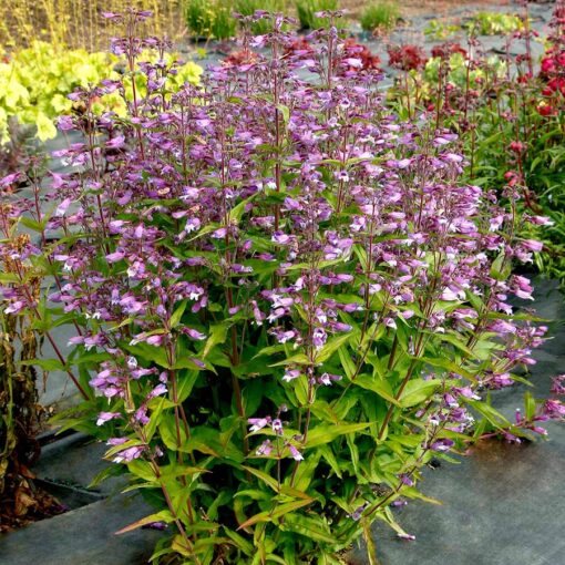 Penstemon NOVA® 'Twilight'