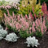 Agastache 'Pink Pearl'