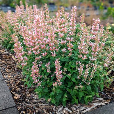 Agastache 'Pink Pearl'