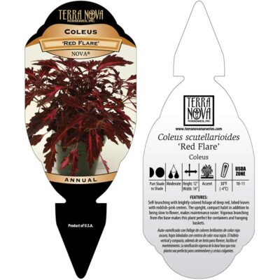 Coleus NOVA® 'Red Flare' - Tag