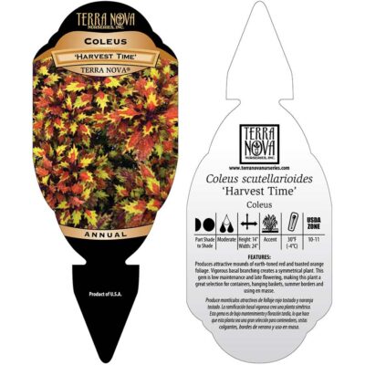 Coleus TERRA NOVA® 'Harvest Time' - Tag