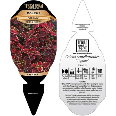 Coleus TERRA NOVA® 'Jigsaw' - Tag