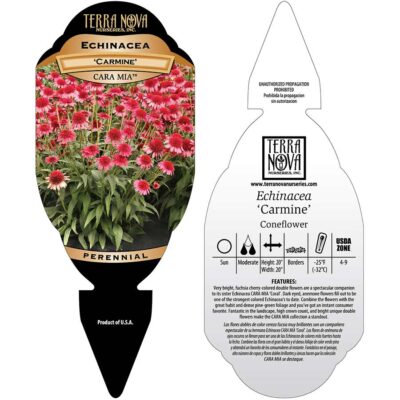 Echinacea CARA MIA™ 'Carmine' - Tag