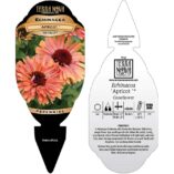 Echinacea FRESCO™ 'Apricot'