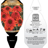 Echinacea 'Moab Sunset'