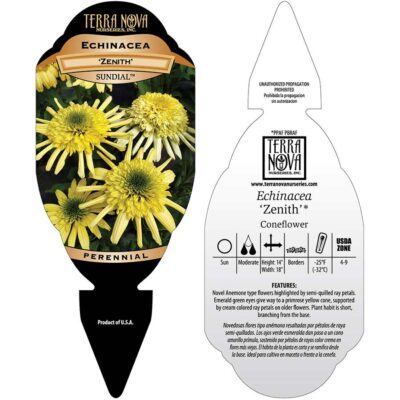 Echinacea SUNDIAL™ 'Zenith' - Tag