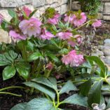 Helleborus NORTH STAR™ 'Pink'