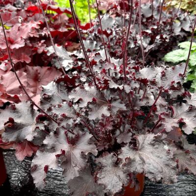 Heuchera 'Black Beauty'