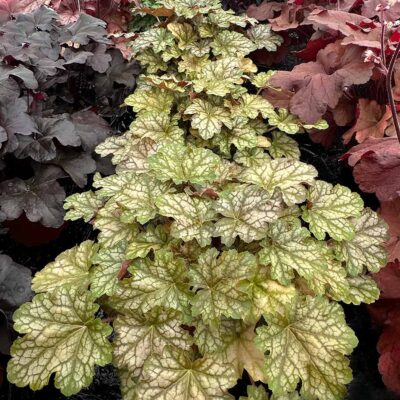 Heuchera 'Ginger Ale'