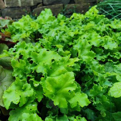 Heuchera 'Lime Marmalade'