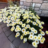 Leucanthemum 'Lemon Meringue'