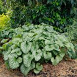 Brunnera 'Alexander's Great'