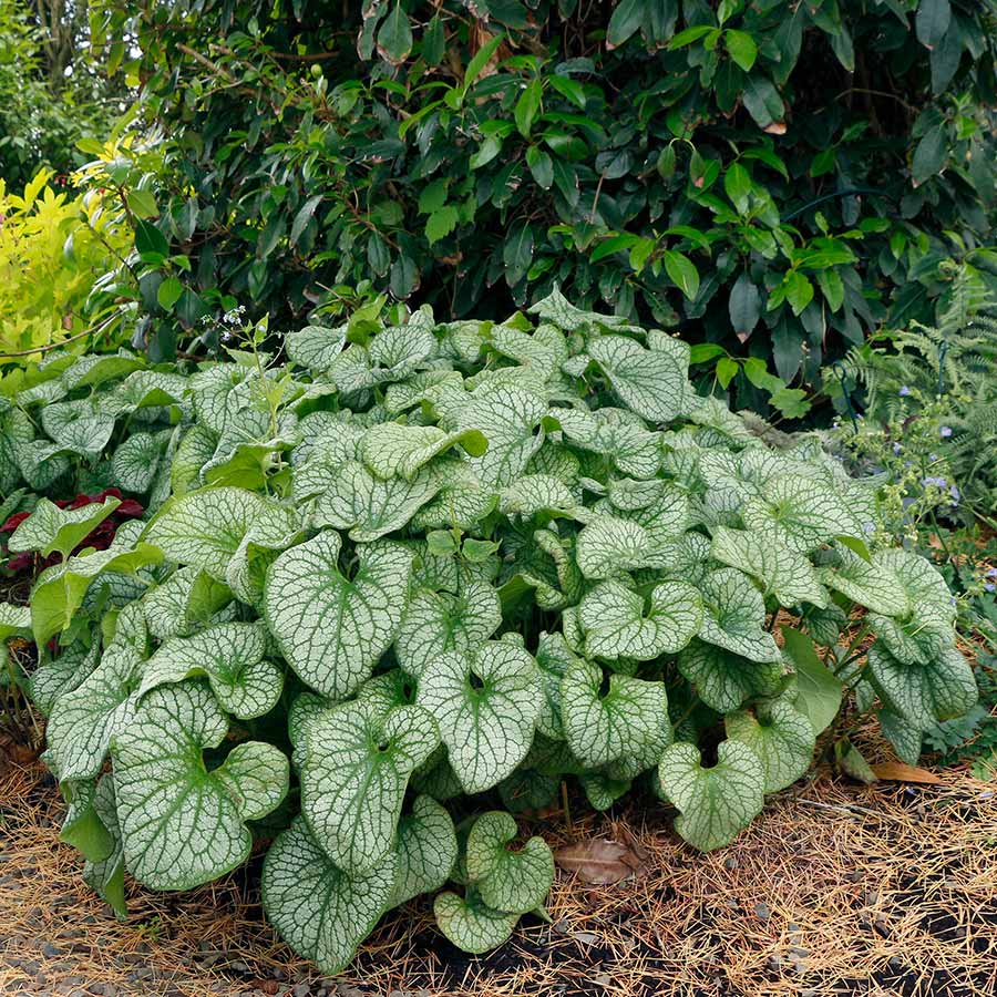 Brunnera 'Alexander's Great'