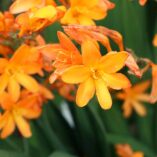 Crocosmia NOVA® 'Gold Dragon'