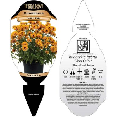 Rudbeckia 'Lion Cub' - Tag