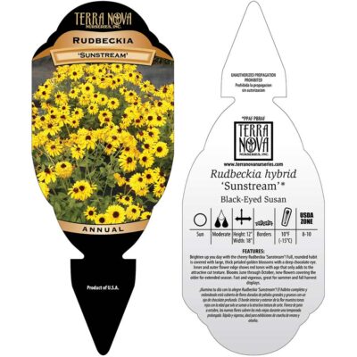 Rudbeckia 'Sunstream' - Tag