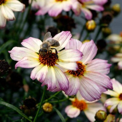 Coreopsis NOVA® 'Jewel'