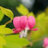 Dicentra 'Gold Heart'