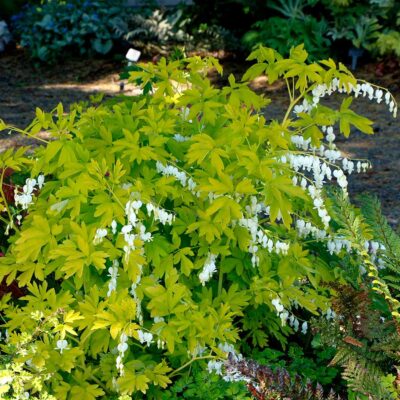 Dicentra 'White Gold'