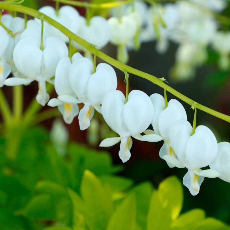 Dicentra ‘White Gold’ TERRA NOVA® Nurseries, Inc.