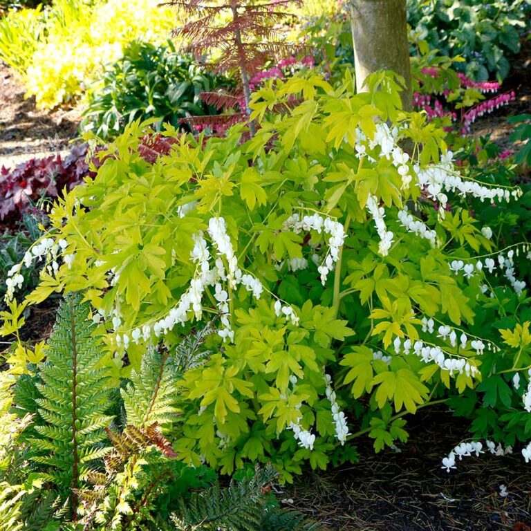 Dicentra ‘White Gold’ TERRA NOVA® Nurseries, Inc.