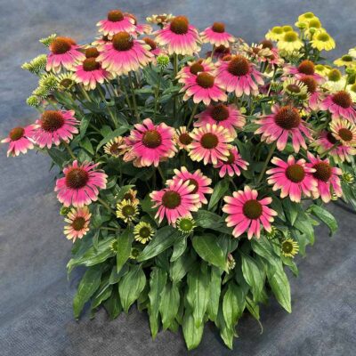 Echinacea KISMET® 'Pink Lemonade'