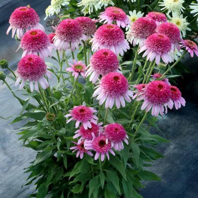 Echinacea SUNDIAL™ 'Pink'
