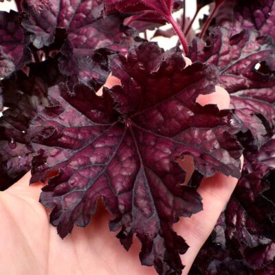 Heuchera FOREVER® 'Midnight'