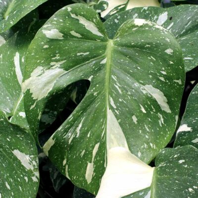 Monstera 'Thai Constellation'