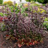 Penstemon DAKOTA™ 'Burgundy'