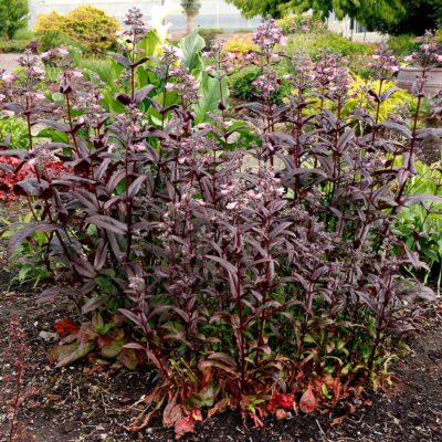 Penstemon DAKOTA™ 'Burgundy'