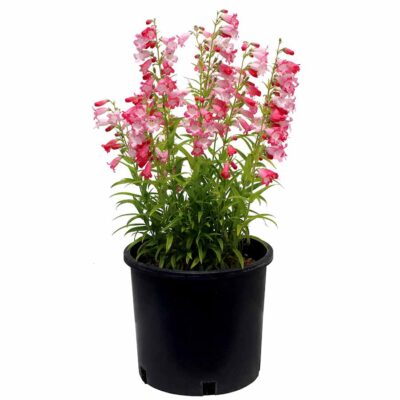 Penstemon 'Flock of Flamingos'