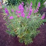 Penstemon HARLEQUIN™ 'Purple'