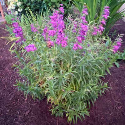 Penstemon HARLEQUIN™ 'Purple'