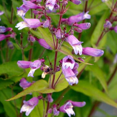 Penstemon NOVA® 'Twilight'