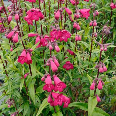 Penstemon 'Parade of Parrots'