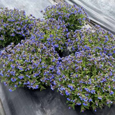 Pulmonaria NOVA® ‘Cobalt’