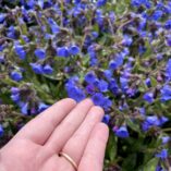 Pulmonaria NOVA® 'Cobalt'