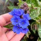 Pulmonaria NOVA® 'Cobalt'