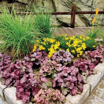 Coreopsis 'Citrine'